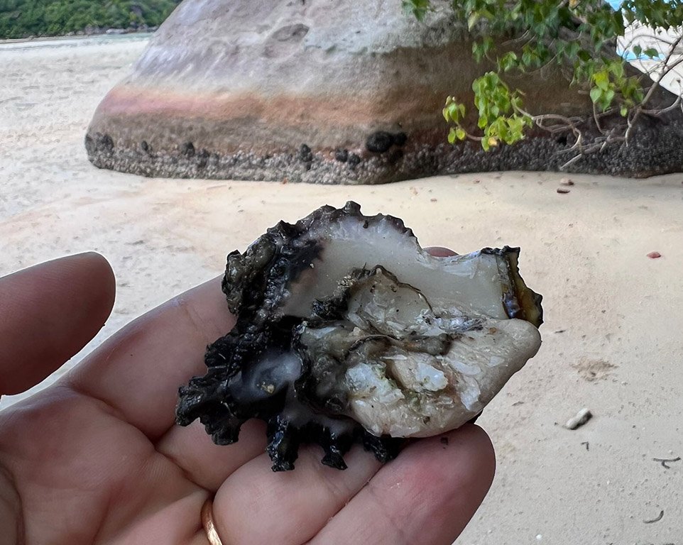 Rock Oyster project Seychelles