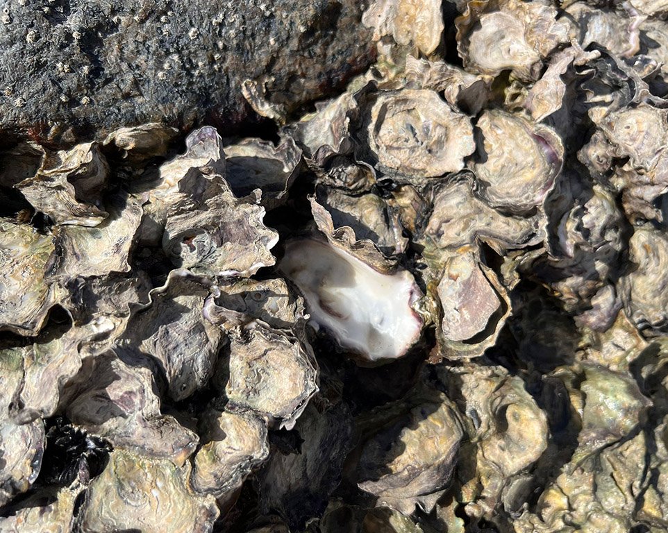 Rock Oyster project Seychelles